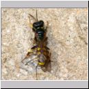 Crossocerus quadrimaculatus - Grabwespe w06c 8mm mit Fliege.jpg